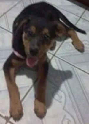 Cachorro raça Rottweiler misturada idade 1 ano nome Sasha