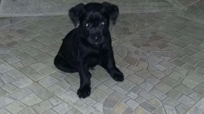 Cachorro ra a Vira lata idade 2 a 6 meses nome Loop