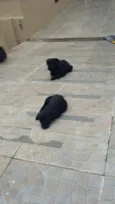 Loop