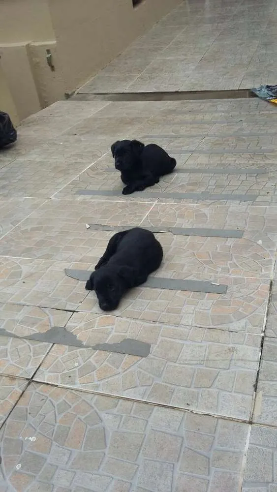 Cachorro ra a Vira lata idade 2 a 6 meses nome Loop