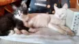 mel e maluquinho