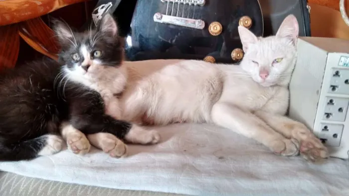 Gato ra a não definida idade 2 a 6 meses nome mel e maluquinho