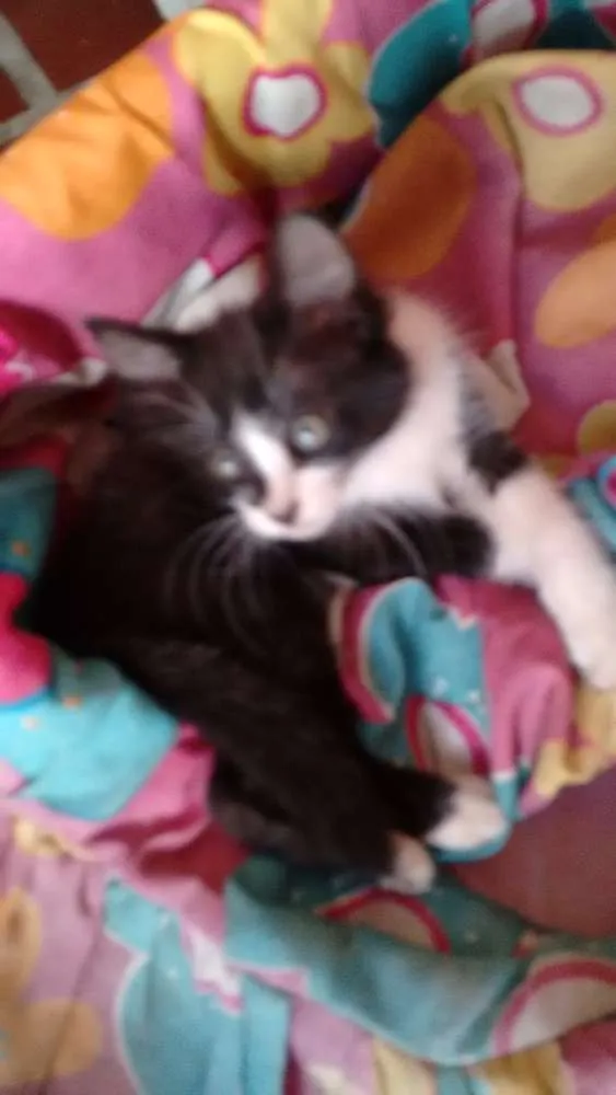 Gato ra a não definida idade 2 a 6 meses nome mel e maluquinho