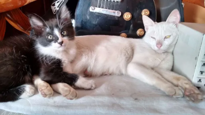 Gato ra a não definida idade 2 a 6 meses nome mel e maluquinho