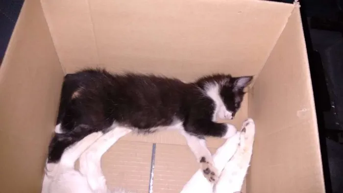 Gato ra a não definida idade 2 a 6 meses nome mel e maluquinho