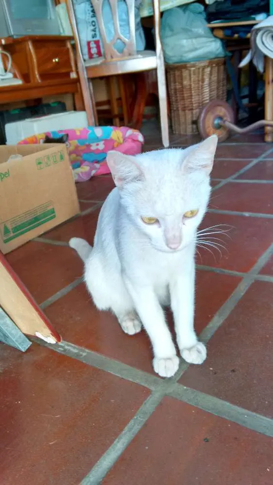 Gato ra a não definida idade 2 a 6 meses nome mel e maluquinho
