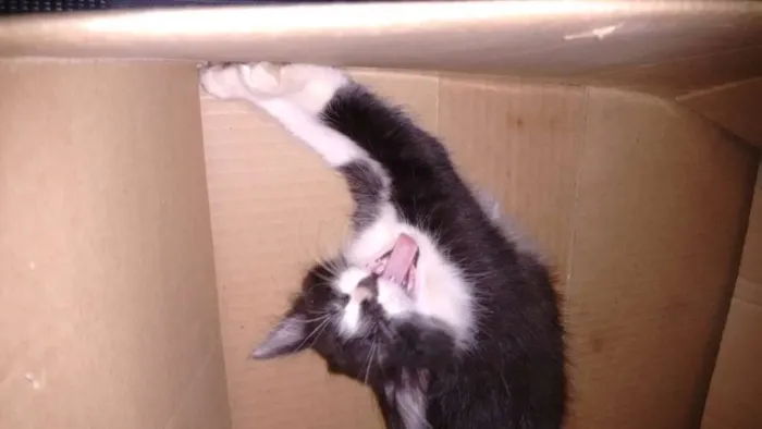 Gato ra a não definida idade 2 a 6 meses nome mel e maluquinho