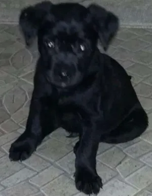 Cachorro raça Vira lata idade 2 a 6 meses nome Loop
