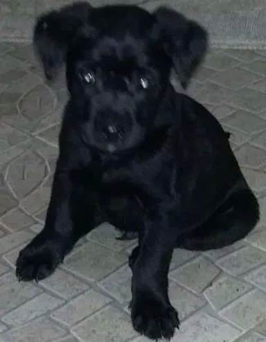 Cachorro ra a Vira lata idade 2 a 6 meses nome Loop