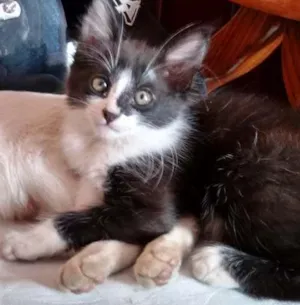 Gato raça não definida idade 2 a 6 meses nome mel e maluquinho