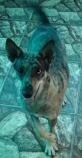 Cachorro raça SRD idade 1 ano nome Shakira