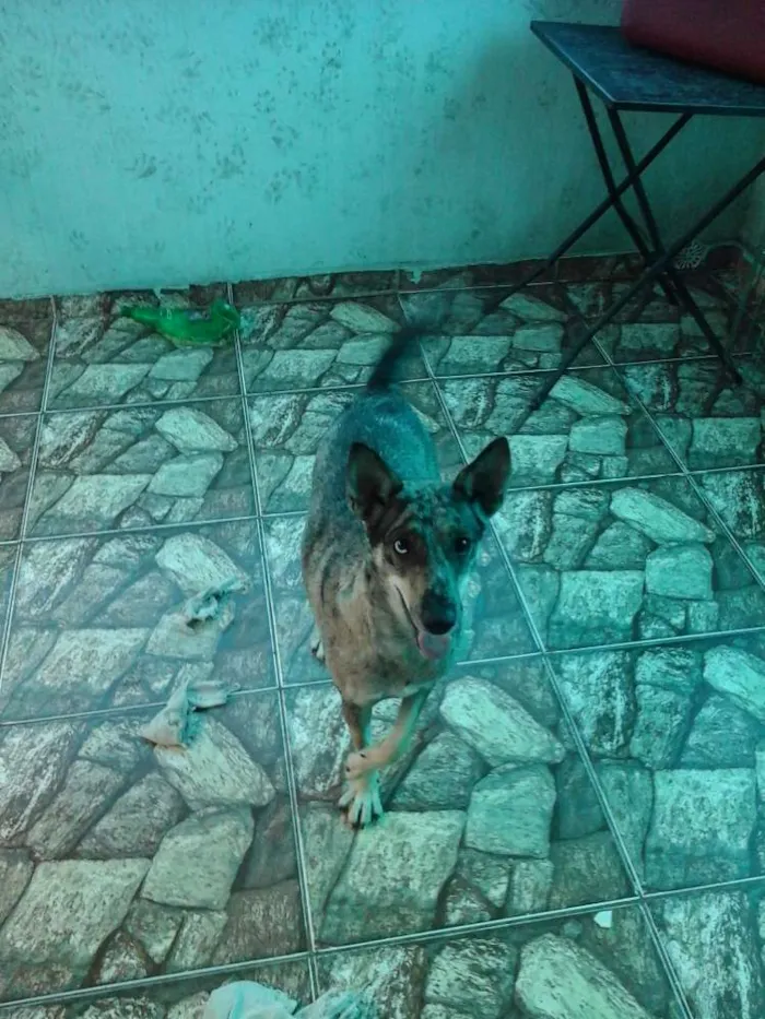 Cachorro ra a RSD idade 1 ano nome SHAKIRA