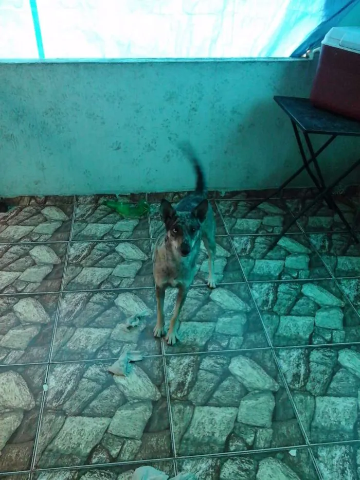 Cachorro ra a RSD idade 1 ano nome SHAKIRA