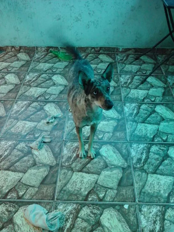 Cachorro ra a RSD idade 1 ano nome SHAKIRA