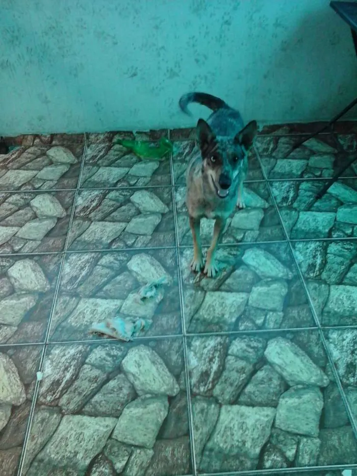 Cachorro ra a RSD idade 1 ano nome SHAKIRA