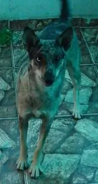 Cachorro ra a RSD idade 1 ano nome SHAKIRA