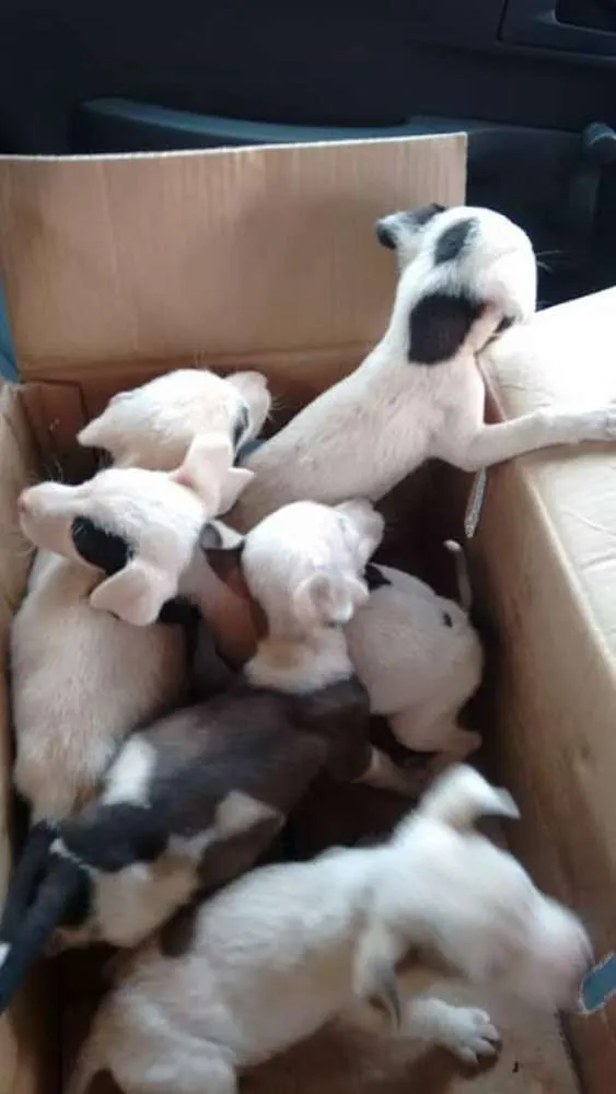 Cachorro ra a  idade Abaixo de 2 meses nome SEM NOMES