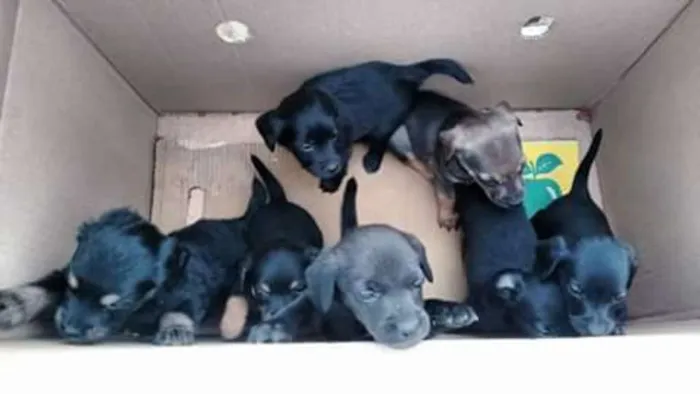 Cachorro ra a  idade Abaixo de 2 meses nome SEM NOMES