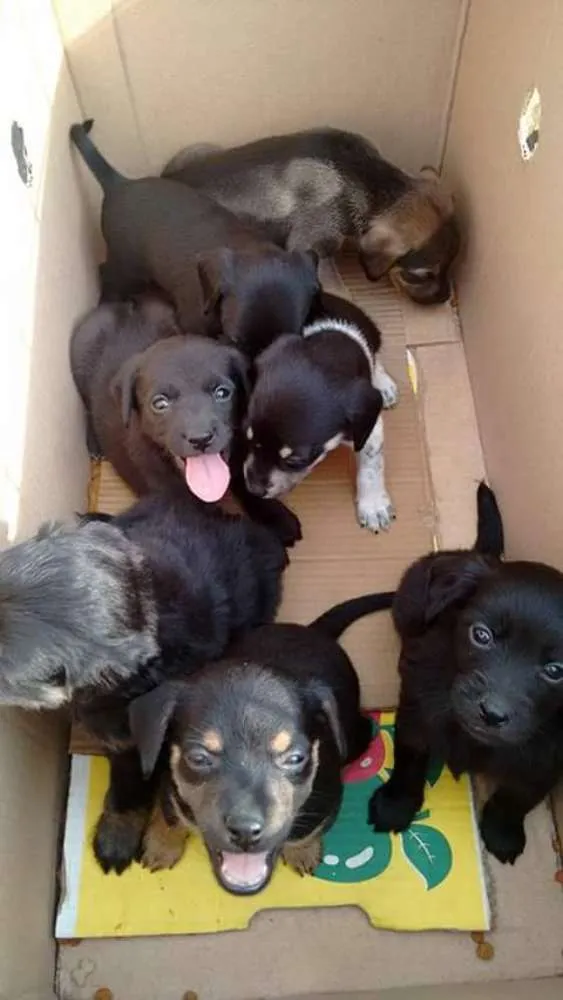 Cachorro ra a  idade Abaixo de 2 meses nome SEM NOMES