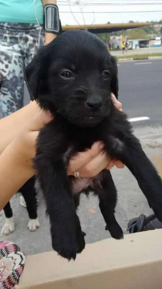 Cachorro ra a  idade Abaixo de 2 meses nome SEM NOMES