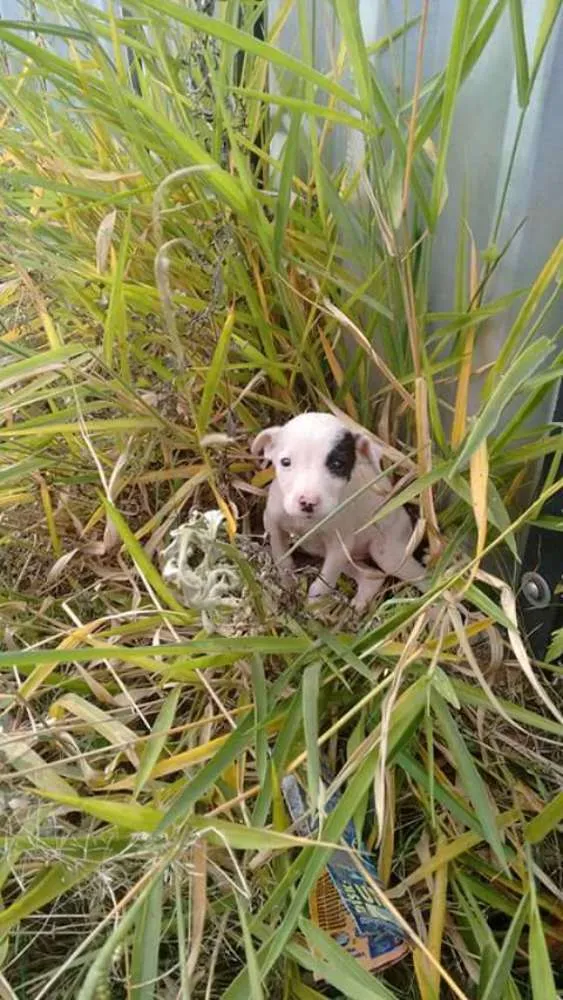 Cachorro ra a  idade Abaixo de 2 meses nome SEM NOMES
