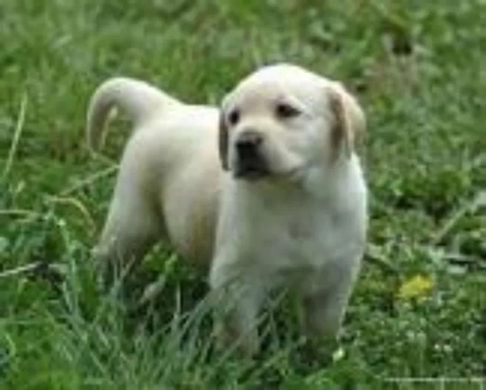 Cachorro ra a SRD idade  nome Filhotinhos