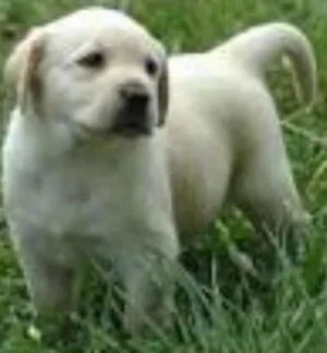 Cachorro raça SRD idade  nome Filhotinhos