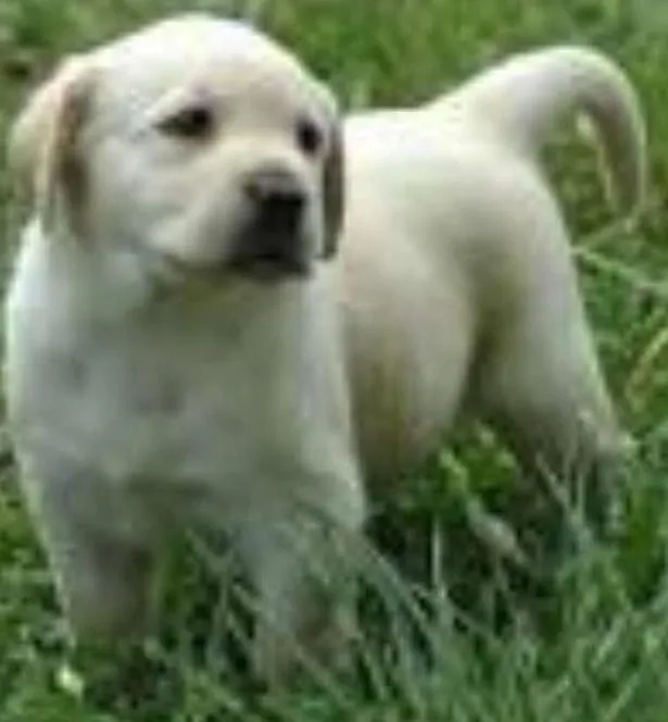 Cachorro ra a SRD idade  nome Filhotinhos