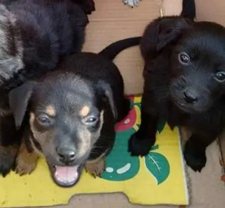 Cachorro ra a  idade Abaixo de 2 meses nome SEM NOMES