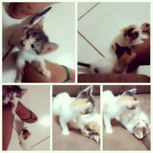 Gato raça  idade Abaixo de 2 meses nome Sem Nomes 