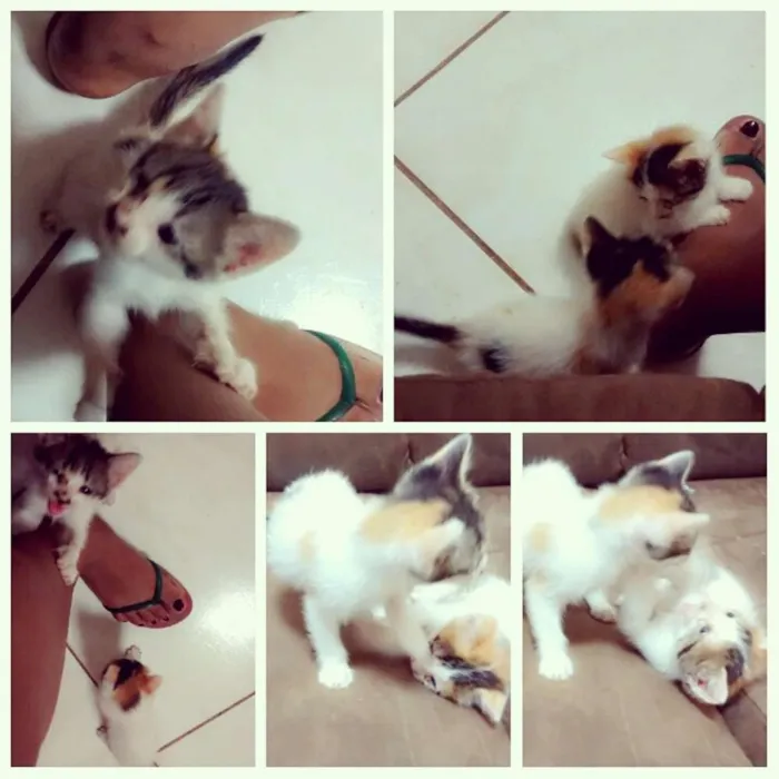 Gato ra a  idade Abaixo de 2 meses nome Sem Nomes 