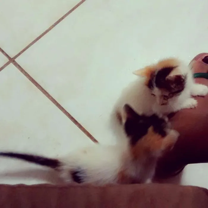 Gato ra a  idade Abaixo de 2 meses nome Sem Nomes 