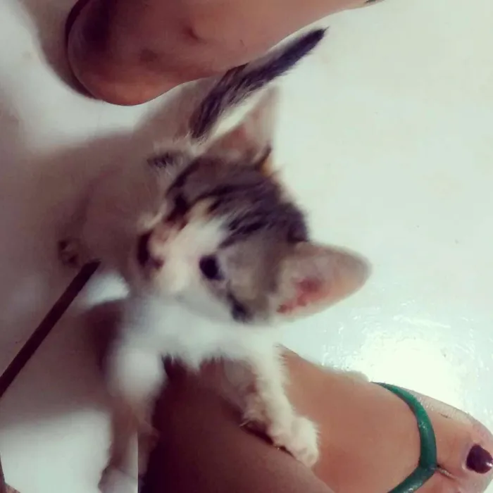 Gato ra a  idade Abaixo de 2 meses nome Sem Nomes 