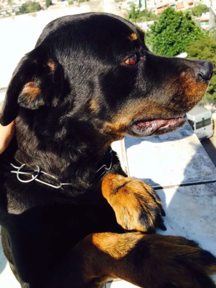 Cachorro ra a Rottweiler idade 4 anos nome Lele