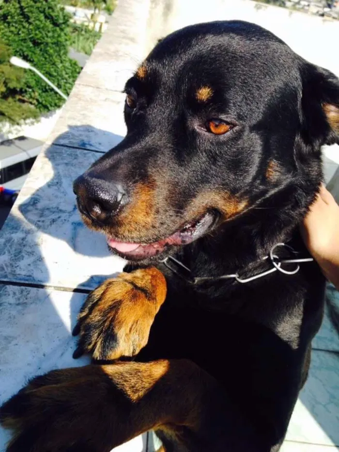 Cachorro ra a Rottweiler idade 4 anos nome Lele