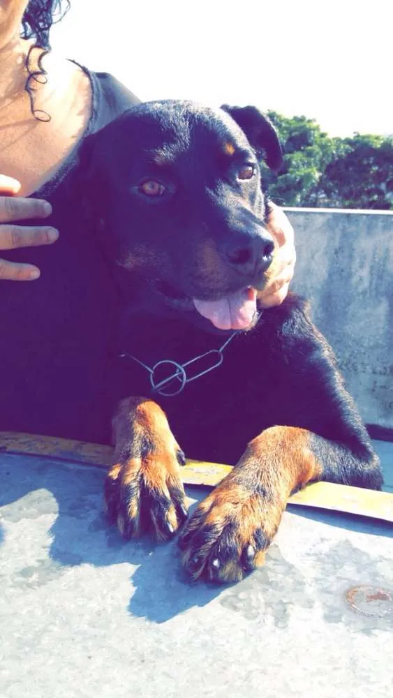 Cachorro ra a Rottweiler idade 4 anos nome Lele