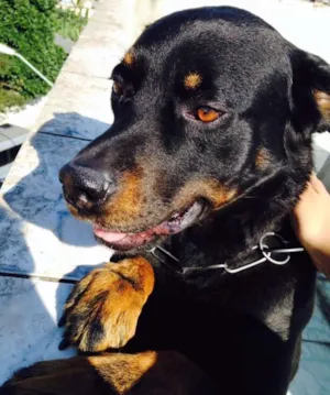 Cachorro raça Rottweiler idade 4 anos nome Lele
