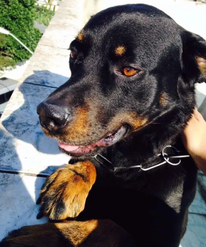 Cachorro ra a Rottweiler idade 4 anos nome Lele