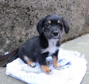 Cachorro raça SRD idade 2 a 6 meses nome Pituco