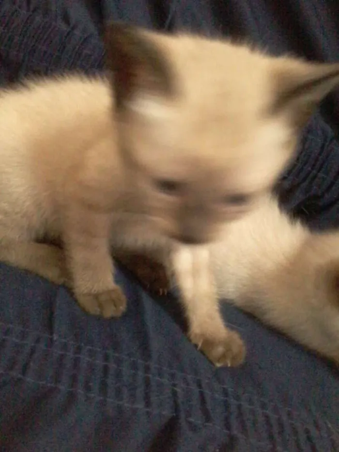 Gato ra a  idade Abaixo de 2 meses nome Julieta , Dudu, Mar