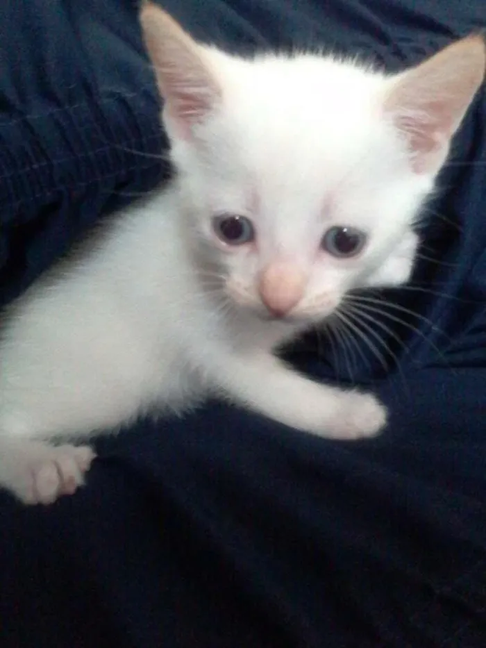 Gato ra a  idade Abaixo de 2 meses nome Julieta , Dudu, Mar