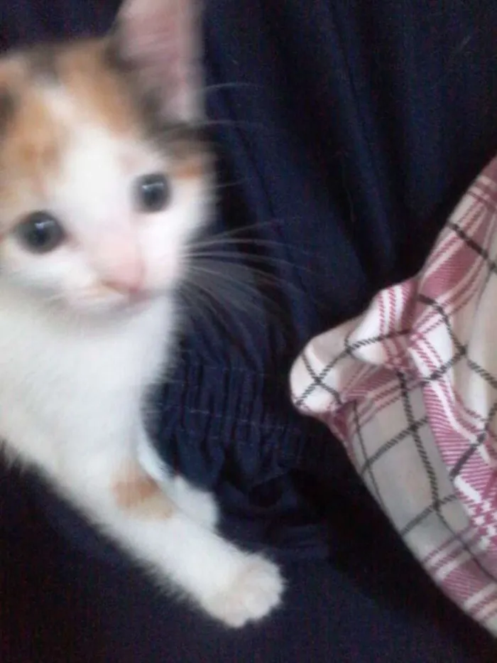 Gato ra a  idade Abaixo de 2 meses nome Julieta , Dudu, Mar