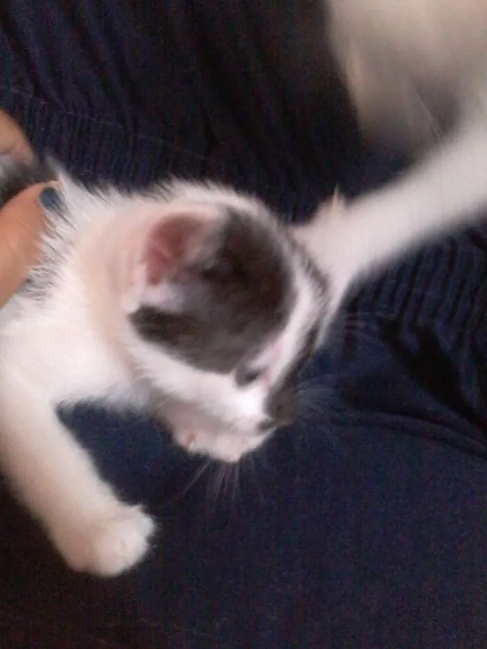 Gato ra a  idade Abaixo de 2 meses nome Julieta , Dudu, Mar