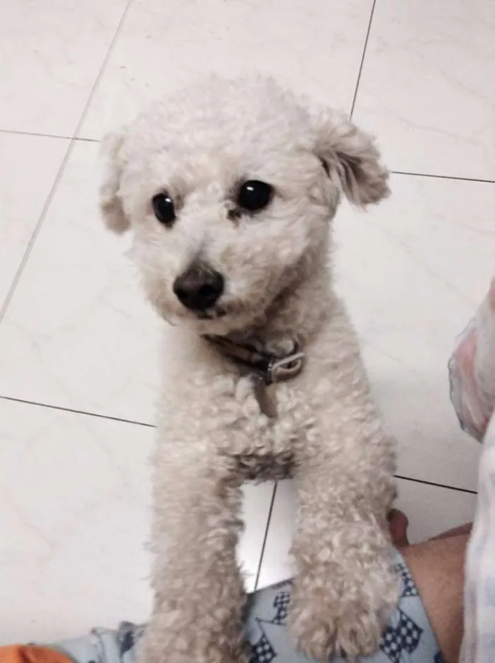 Cachorro raça PODDLE idade 4 anos nome FLOC GRATIFICA