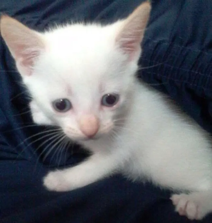 Gato ra a  idade Abaixo de 2 meses nome Julieta , Dudu, Mar