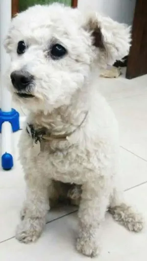 Cachorro raça PODDLE idade 4 anos nome FLOC GRATIFICA