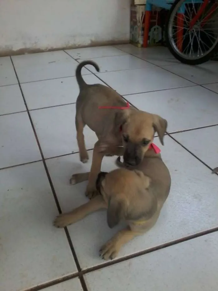 Cachorro ra a SRD idade 2 a 6 meses nome Mel e Lupita