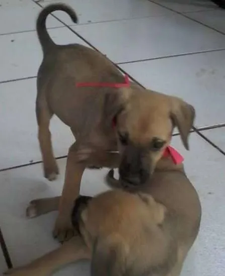 Cachorro ra a SRD idade 2 a 6 meses nome Mel e Lupita