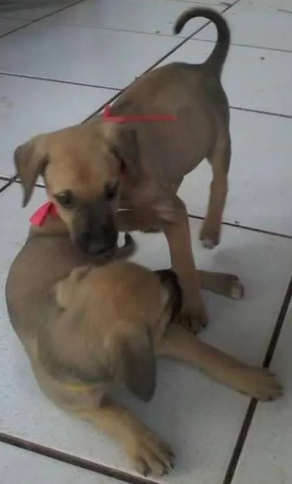 Cachorro ra a SRD idade 2 a 6 meses nome Mel e Lupita