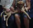 Bebezão